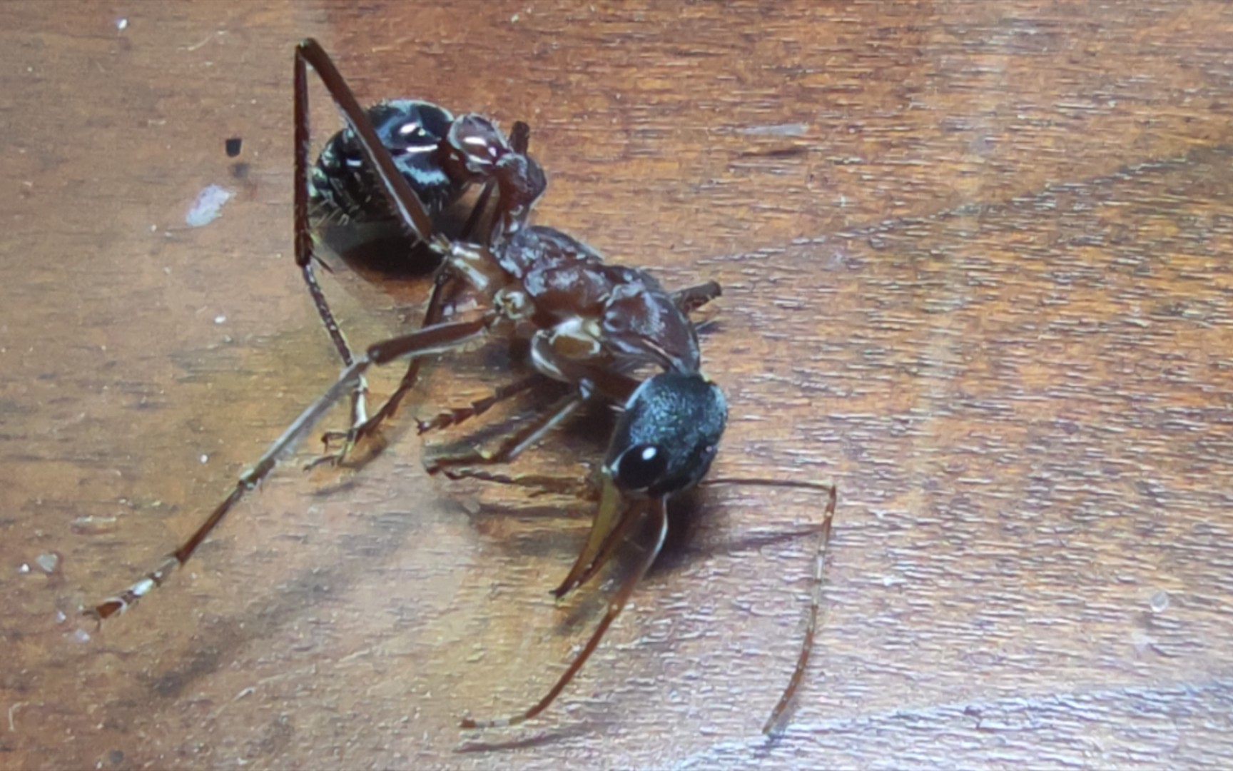 黑头牛蚁死前的最后挣扎_哔哩哔哩_bilibili