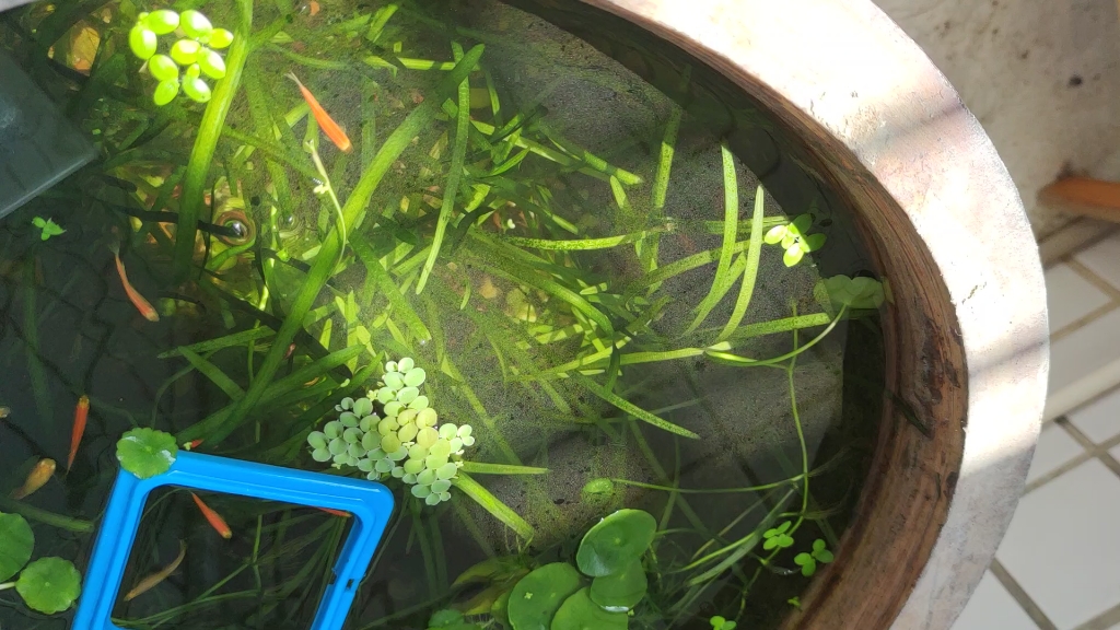 生态鱼缸水面绿膜油膜求教