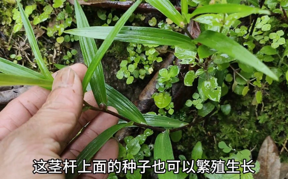 这种繁殖力特别强的植物,有着非常好的药用和食用价值,您认识吗哔哩哔哩bilibili