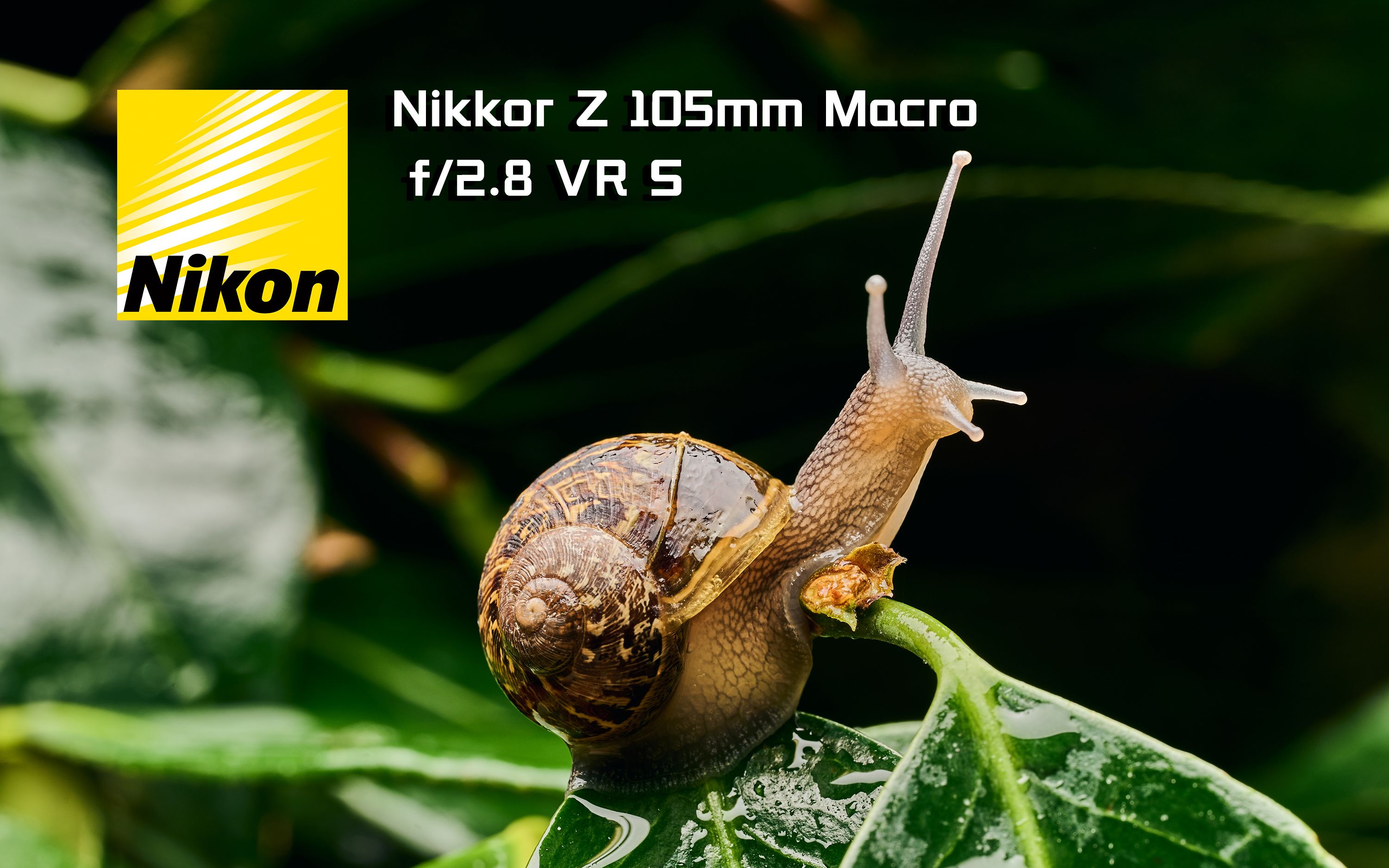 活动作品人类高质量微距镜头尼康nikkonz105mmmacrof28vrs上手体验