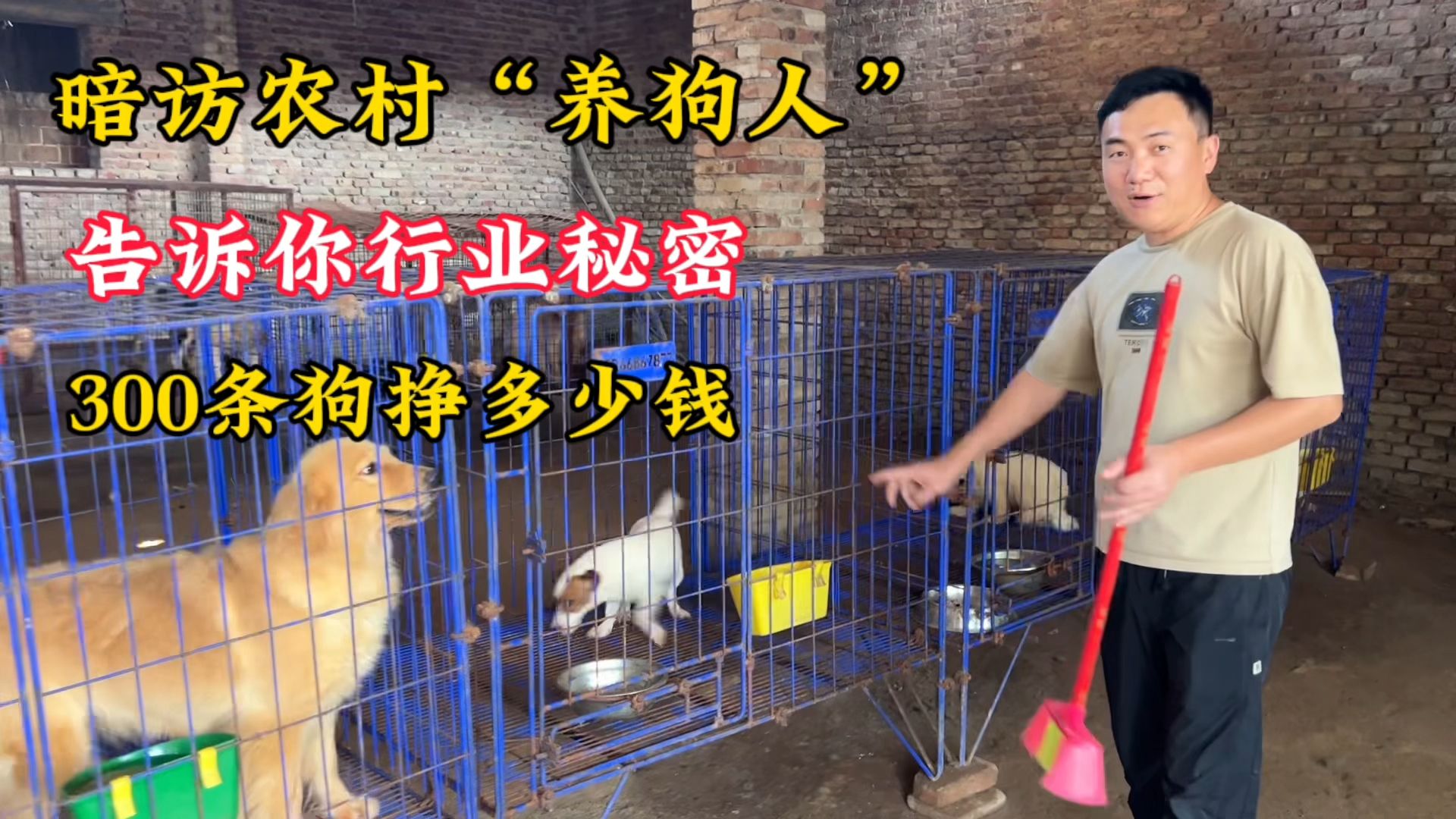 狗市竟有人卖野生"草原狼",一窝狼崽子被抢光,据说是狗的克星