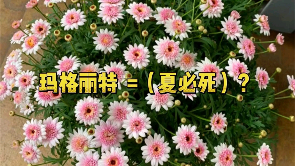 [图]这款玛格丽特顺利度过两个夏季，分享夏季养护要点以及注意事项