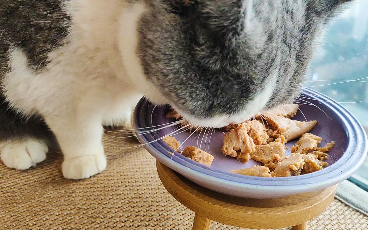 猫咪吃肉最快乐