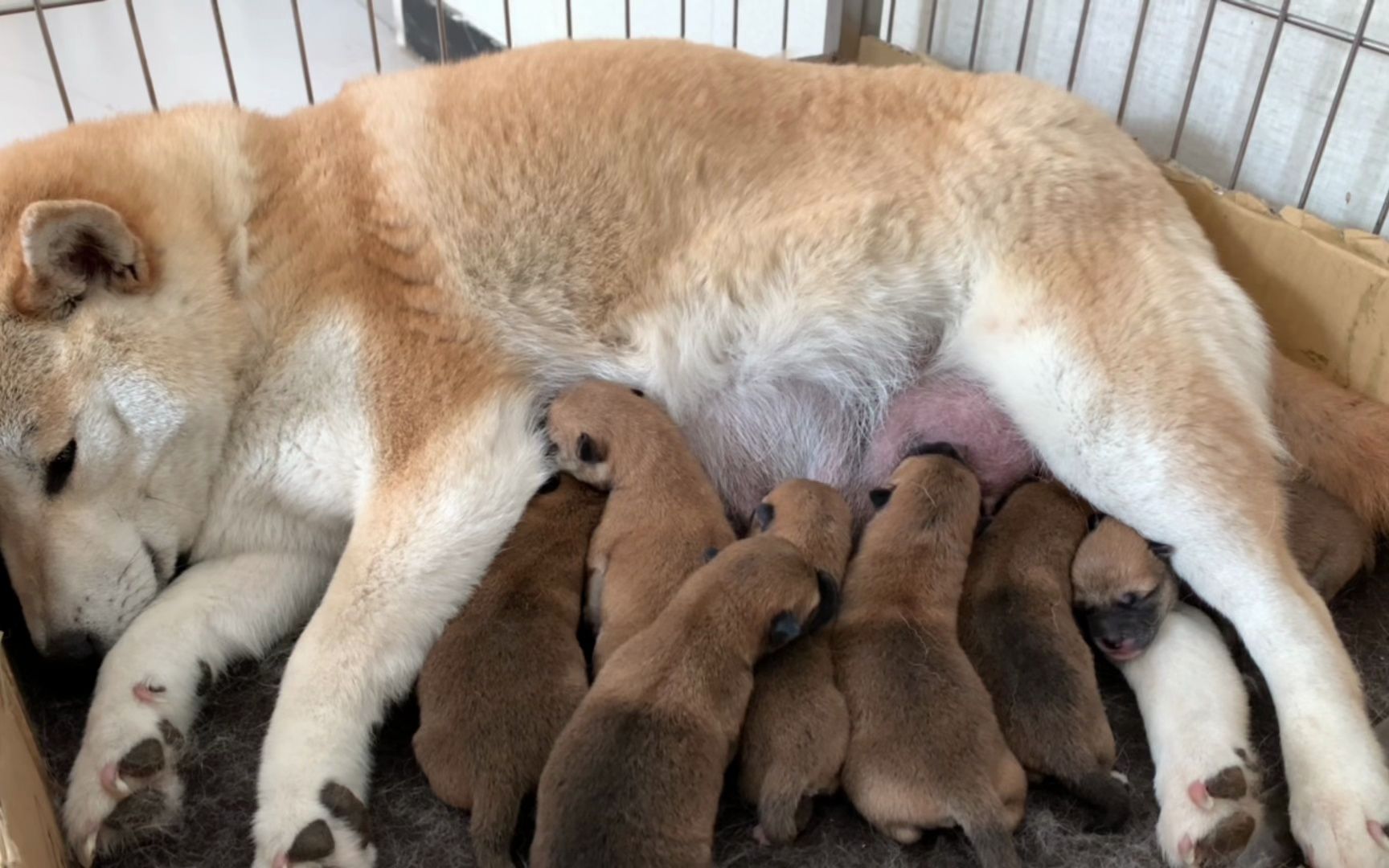 身价6000的柴犬终于生了,一窝生了7只,累的往那一躺一动不动!哔哩哔哩bilibili