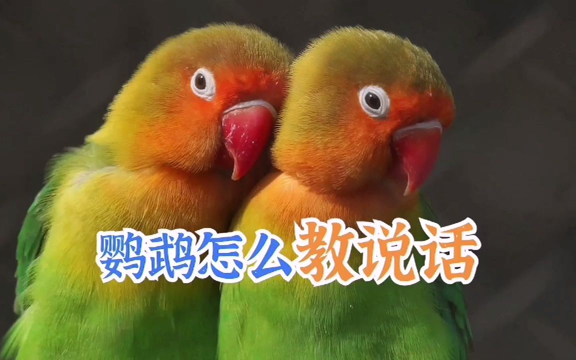 活动作品鹦鹉怎么教说话