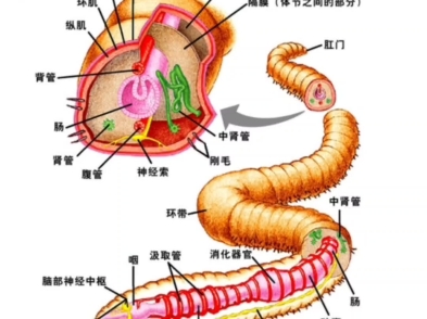 蚯蚓的生长过程示意图图片