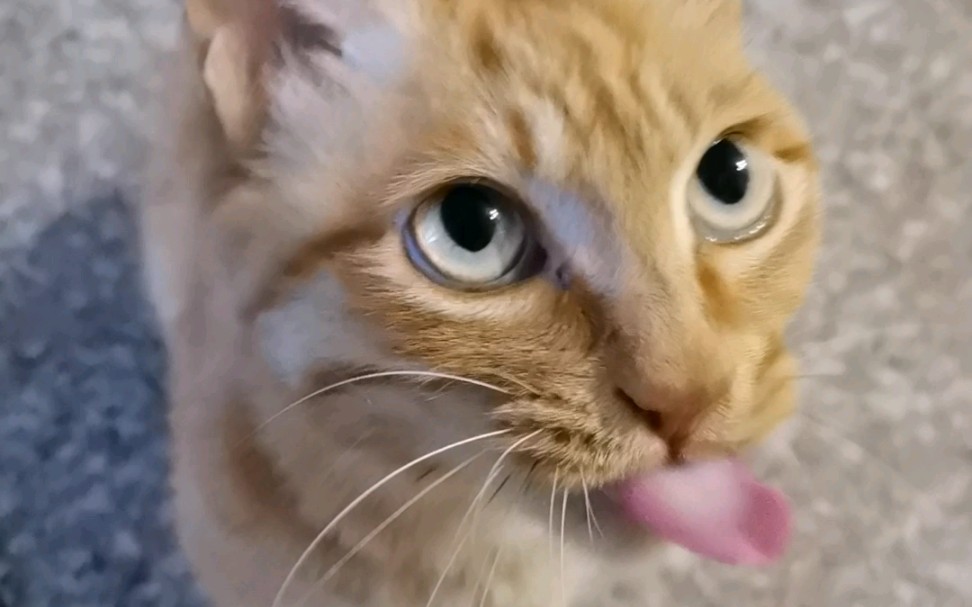 【橘猫安安】点击收听小橘吧嗒嘴