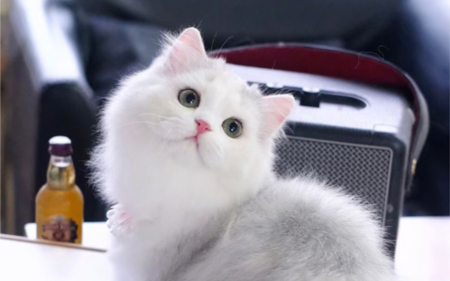 漂亮的小银狐狸～体型小又精致,没有尴尬期!精品银三花米努特矮脚妹妹