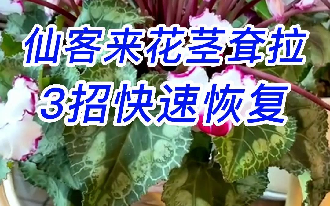 仙客来花茎耷拉着怎么恢复哔哩哔哩bilibili