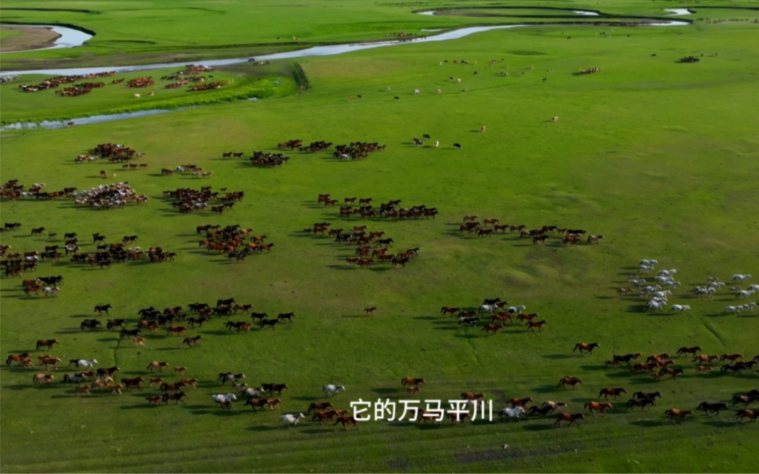 听一曲悠扬的马头琴,淋一场草原夏日的雨,听一段民间的故事……《美丽的草原我们的家》(第一季)首播地——呼伦贝尔,此心安处是草原!#全国广电...