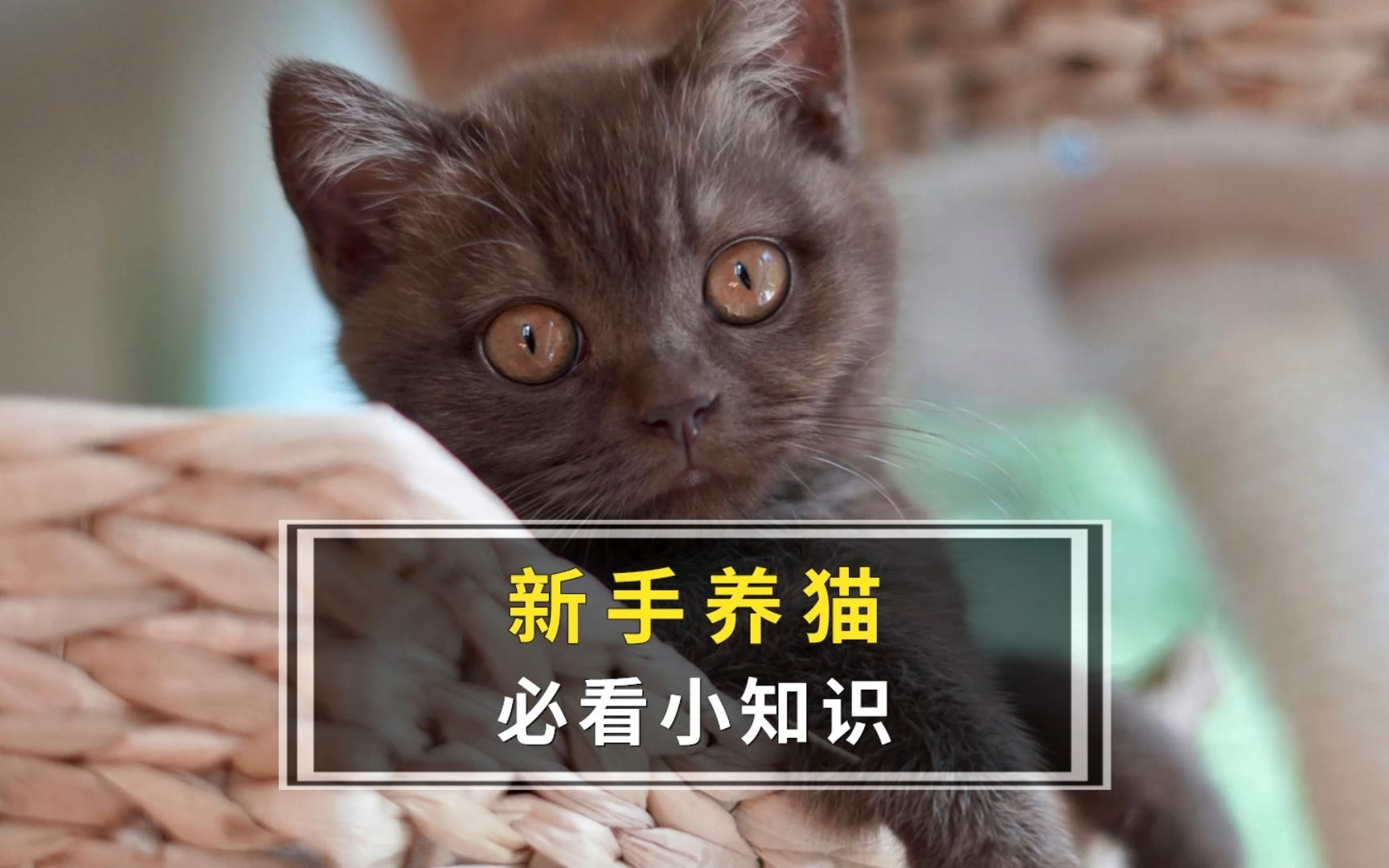 新手养猫必看哔哩哔哩bilibili