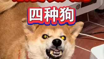 最爱咬人的四种狗