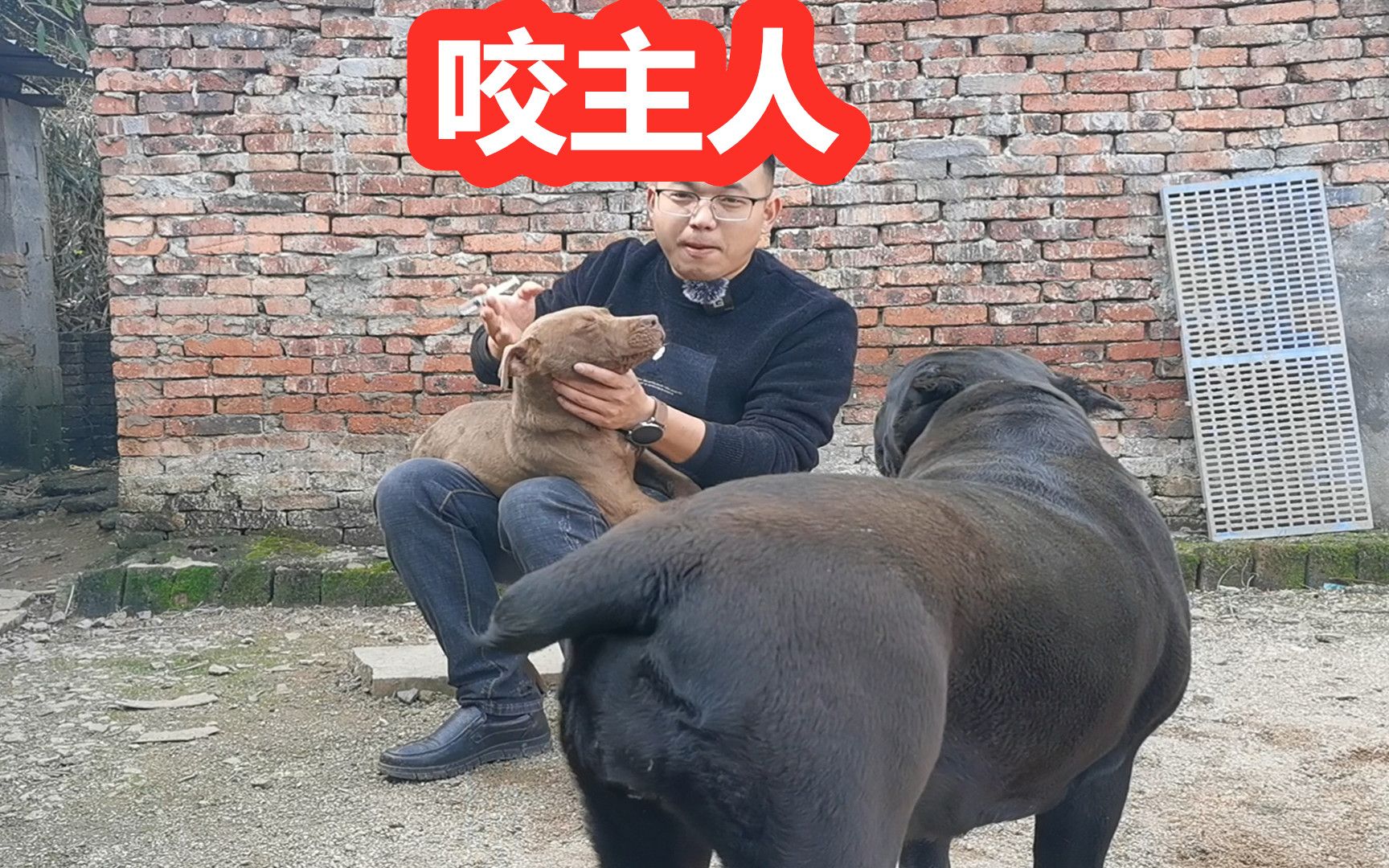 [图]巨型比特犬越养越不对劲，准备咬主人，原来是这里的问题