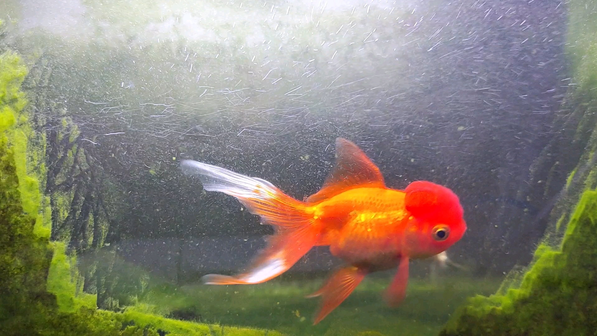 国狮金鱼配绿苔,别有一番风味