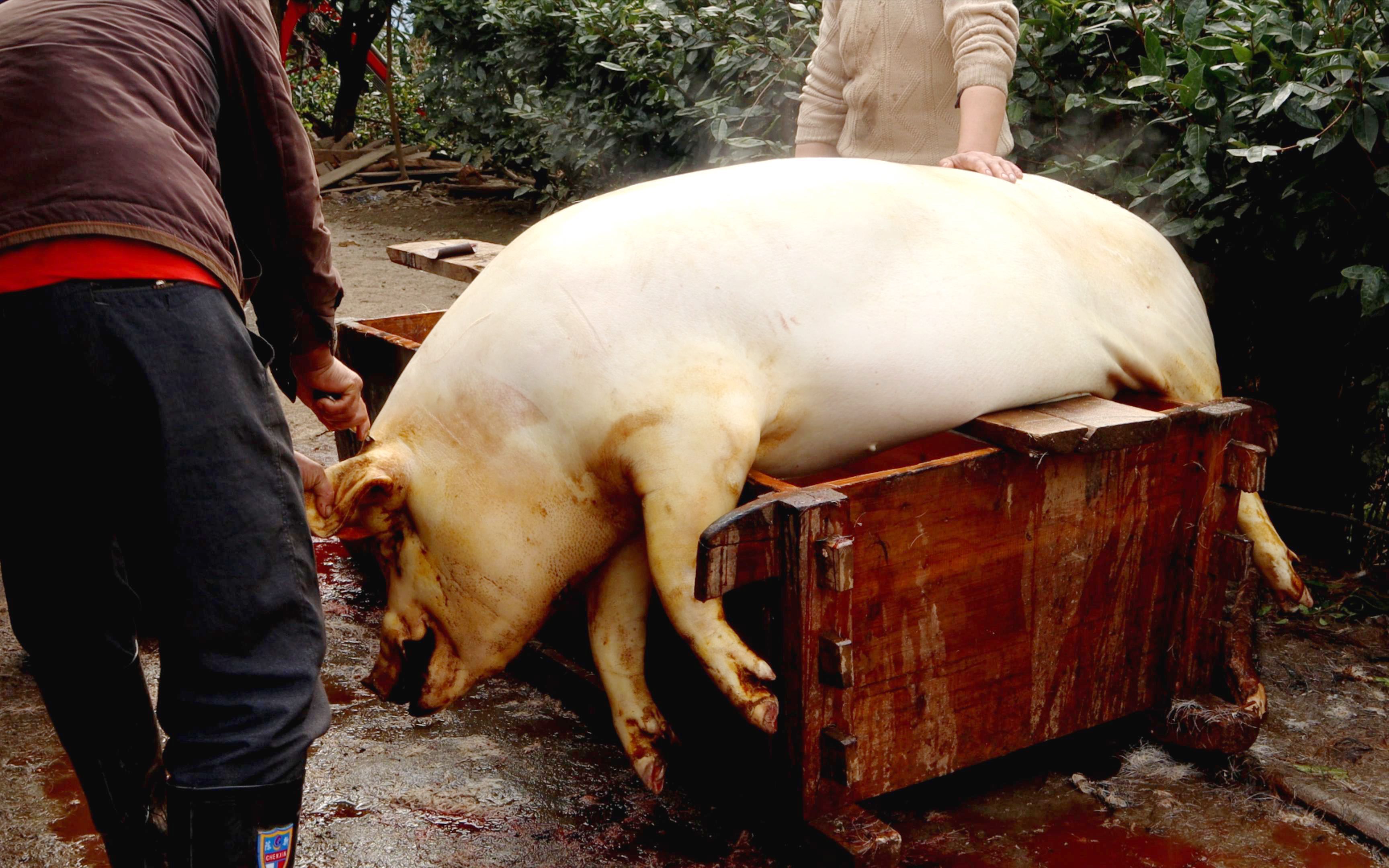 农村自家养的整整2年500斤的土猪有多肥?看完这个,别被吓到