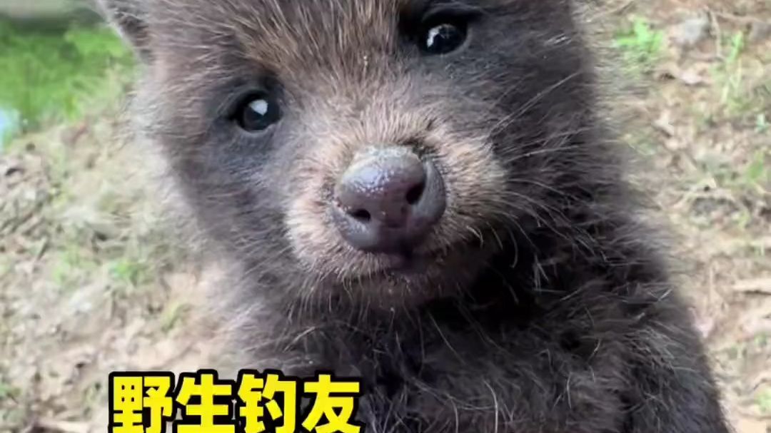 野生钓友饿晕了