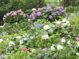 Скачать видео: 杭州永福寺绣球花展撤了，不料花仍然盛开，而且比原来更美了