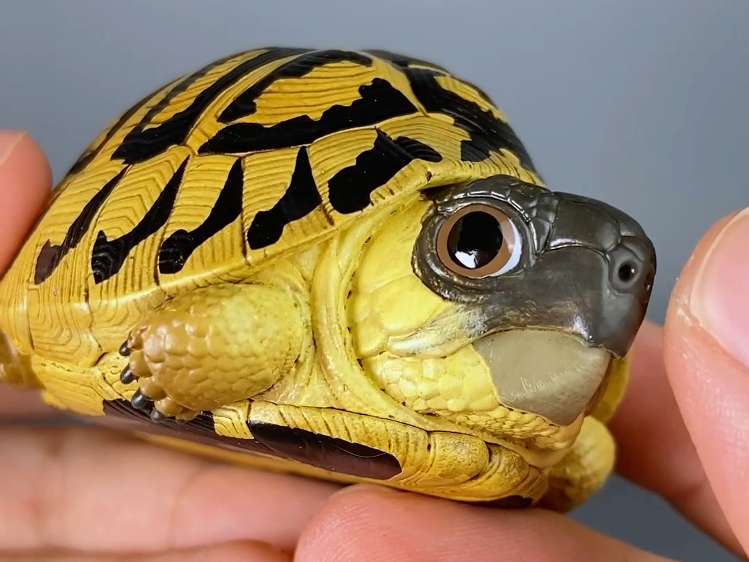 【呆头鹅模玩】动物星云动物星球心宽体胖龟模型