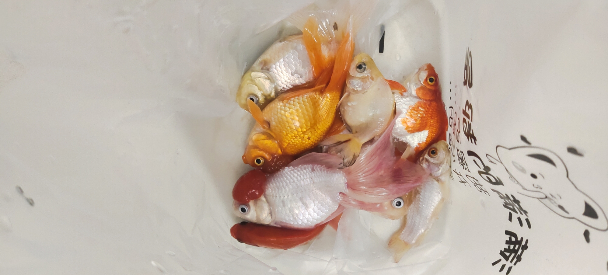 哭死 氧气泵管子掉了 金鱼 草金死了一大批