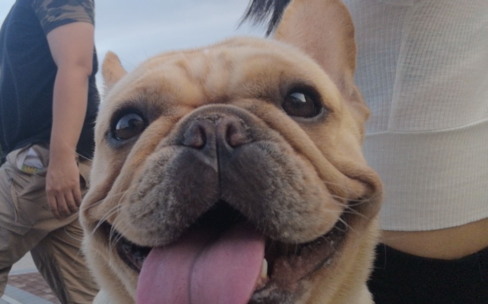 牛可爱试图表演龙吸水