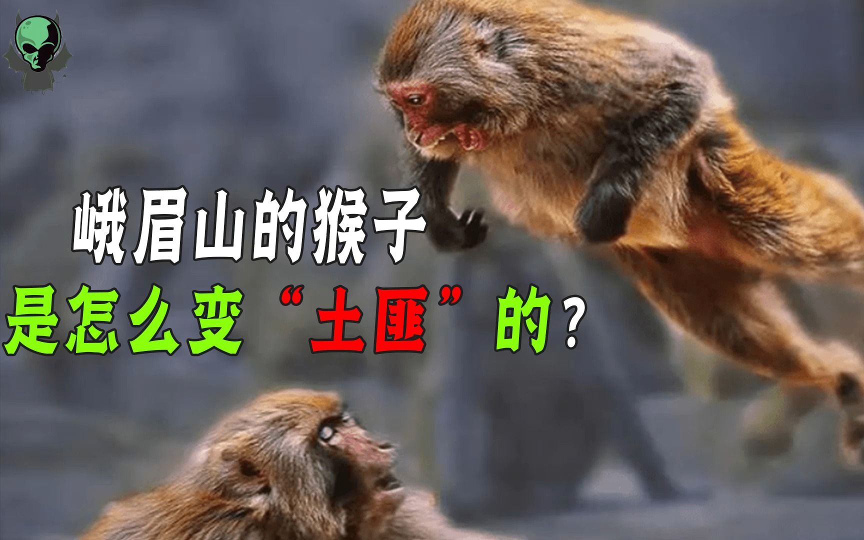 峨眉山“人猴大战”频发,还常攻击游客?猴子是怎样变土匪的?-科学大魔王-科学大魔王-哔哩哔哩视频