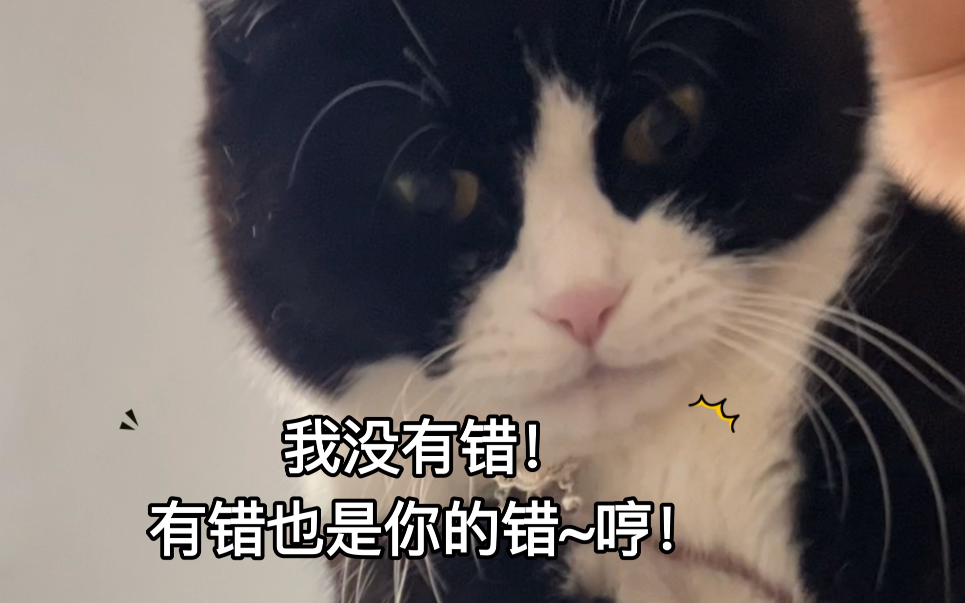 我的猫崽日记 | 我和我的猫最近在冷战!他为了气我天天睡在厕所门口,我也气他就把他的秘密抖出来给大家听,都别想好!哔哩哔哩bilibili