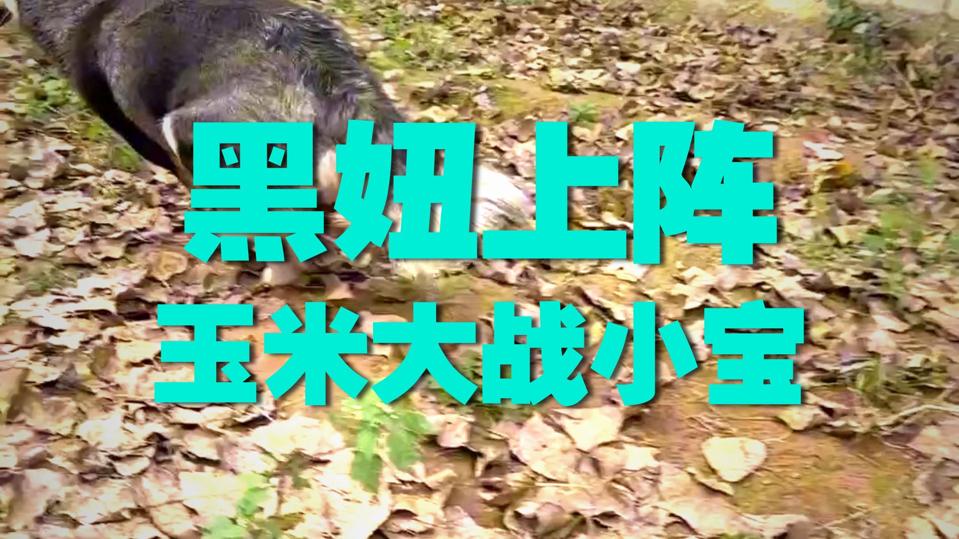 我快疯了,狗场成立这么多年,从未遇到过这么傻的狗-豫西小丁-豫西小丁-哔哩哔哩视频