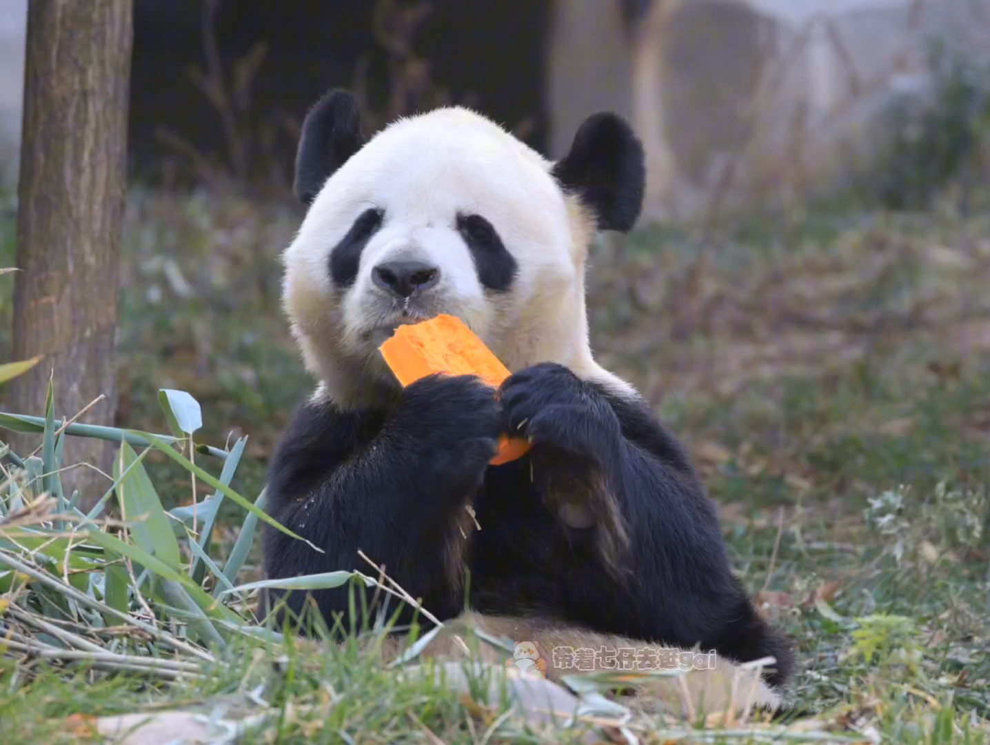 【大熊猫娅乐乐】看着乐锅吃的享受的样子,不由心生欢喜和满足,他们