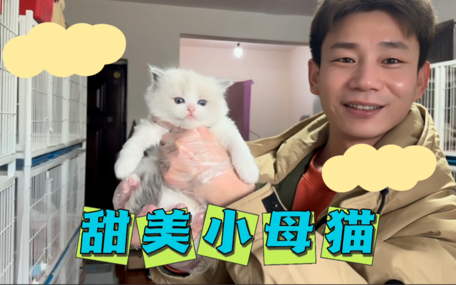 蓝双布偶猫是真的甜美,你认可吗?哔哩哔哩bilibili