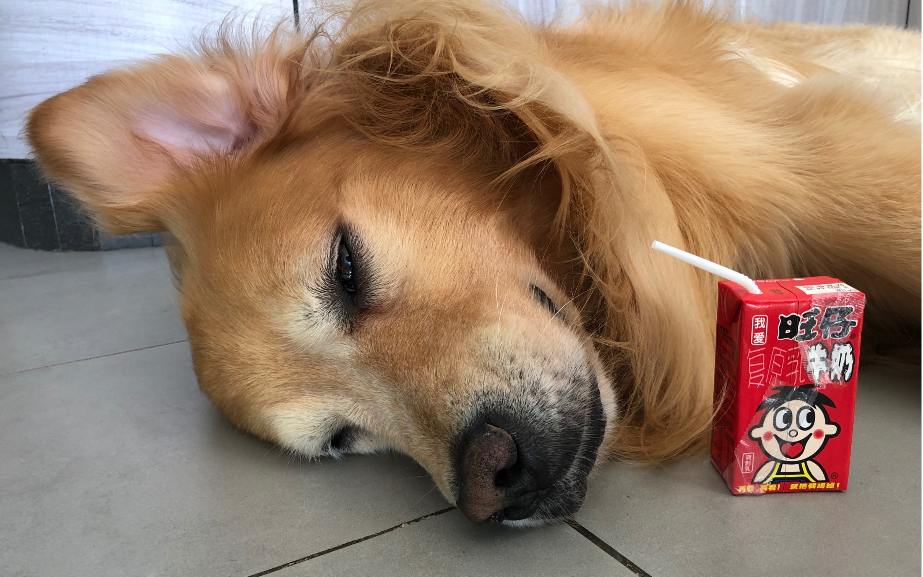 我认识的一个可爱小狗 之 躺倒篇