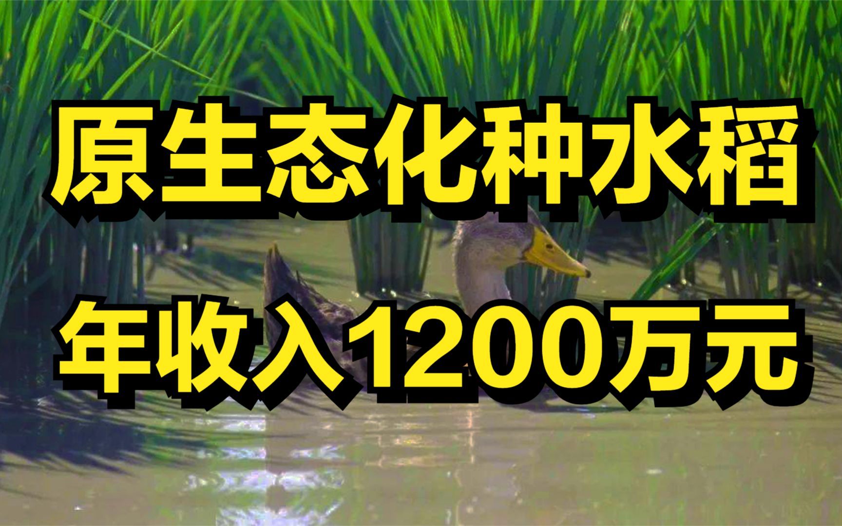 大叔生态化种水稻,一亩田能赚3份钱,年收入1200万元!哔哩哔哩bilibili