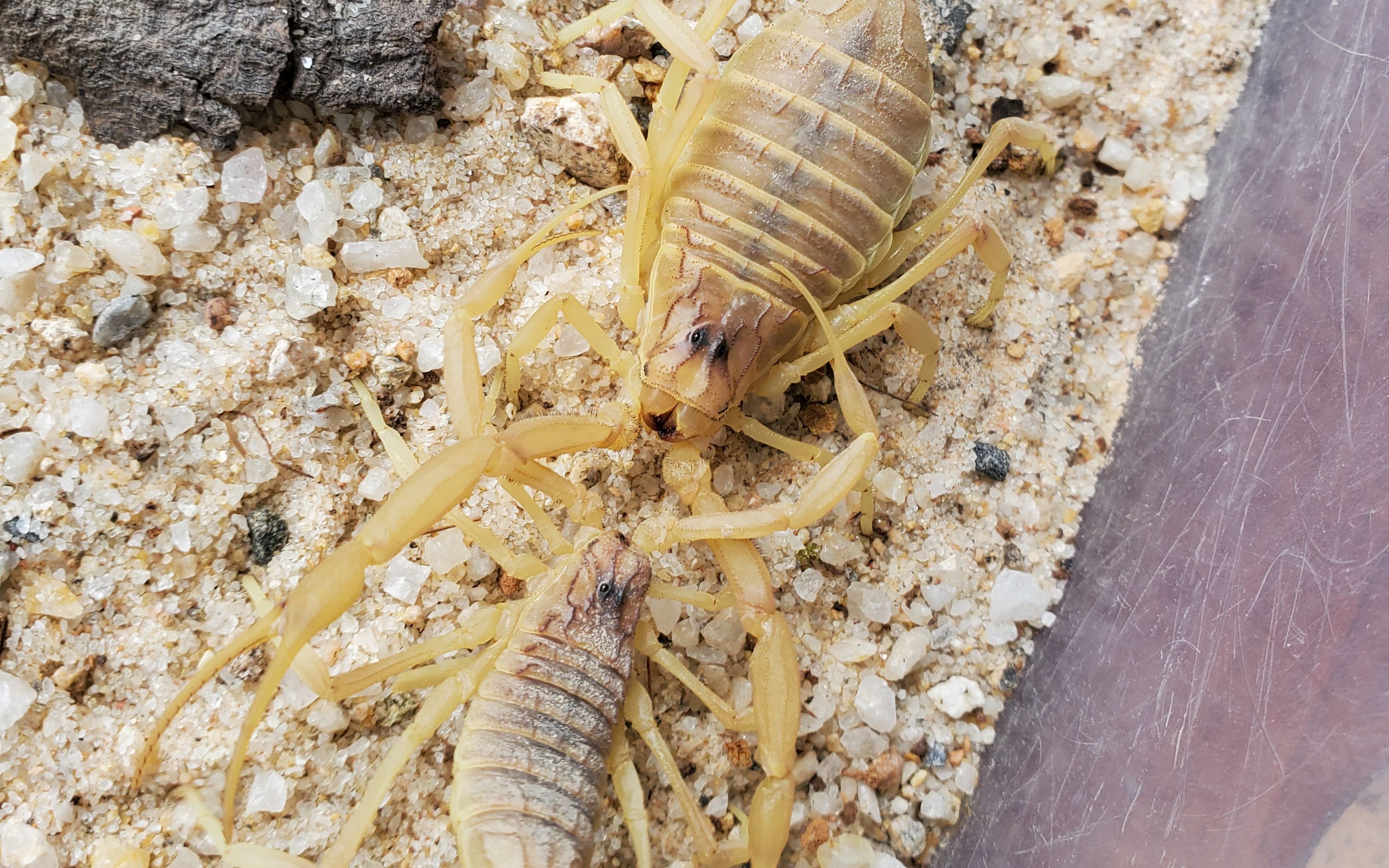 【蝎子】成年雄性五线滑尾蝎leiurus quinquestriatus对待不同同属种