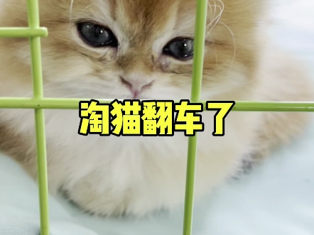 淘猫翻车了#猫市 #宠物市场 #帮粉丝淘猫哔哩哔哩bilibili