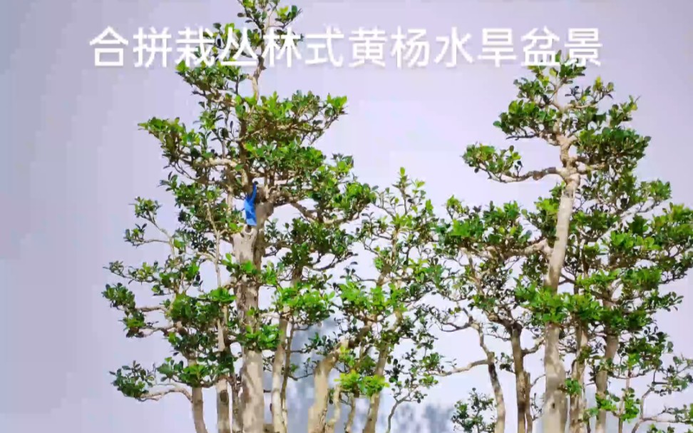 没能获奖!这盆组合拼栽丛林式黄杨水旱盆景还是很不错的!