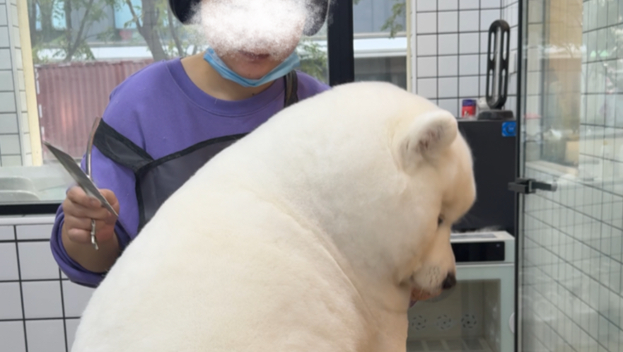 养到北极熊了海报