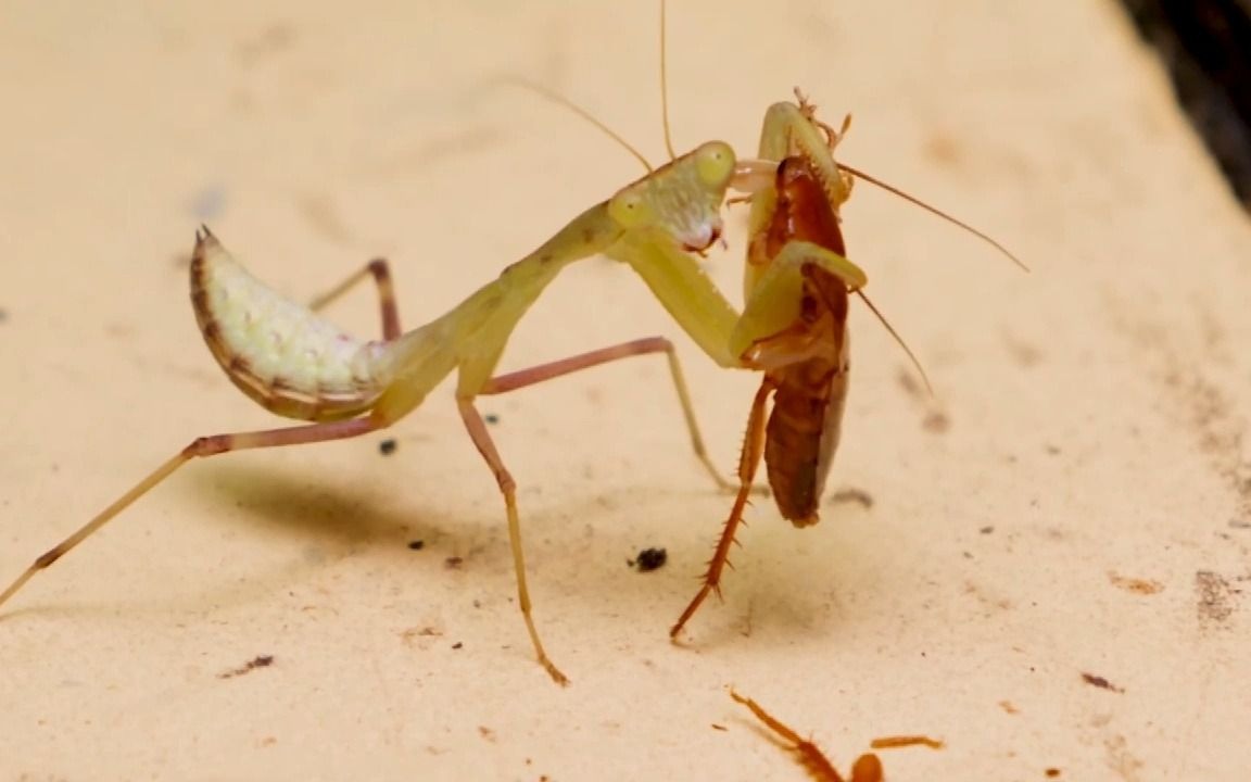 幼年螳螂vs幼年蟑螂