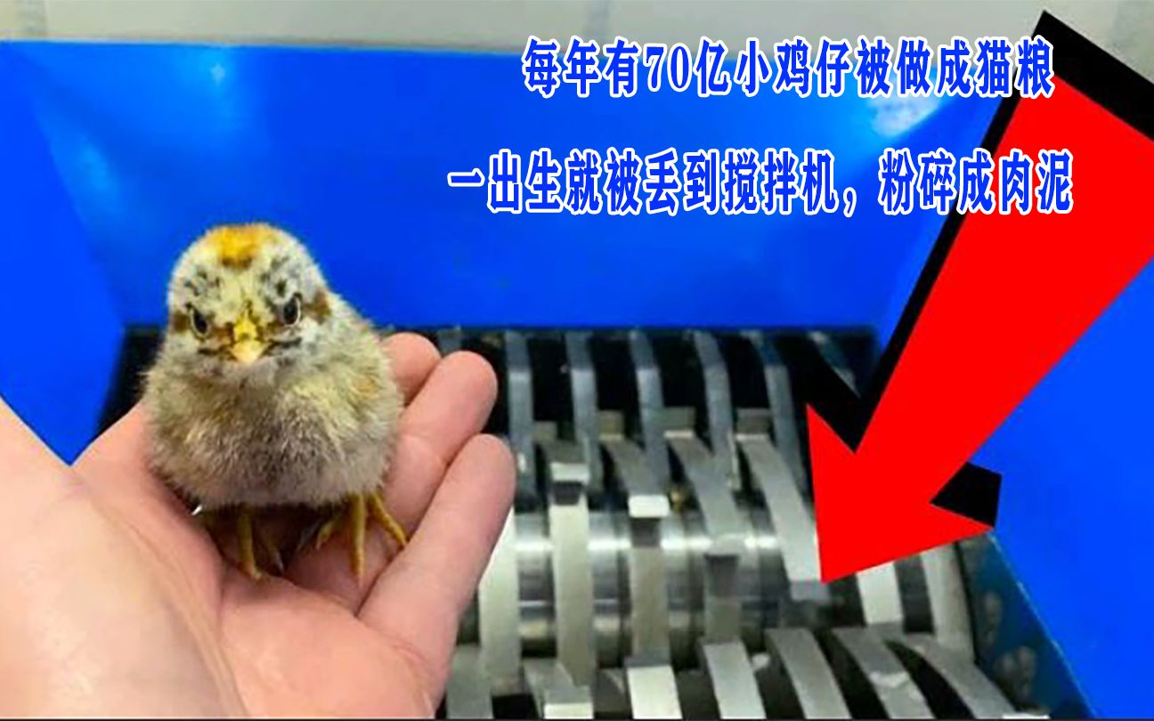 每年有70亿小鸡仔被做成猫粮一出生就被丢到搅拌机粉碎成肉泥