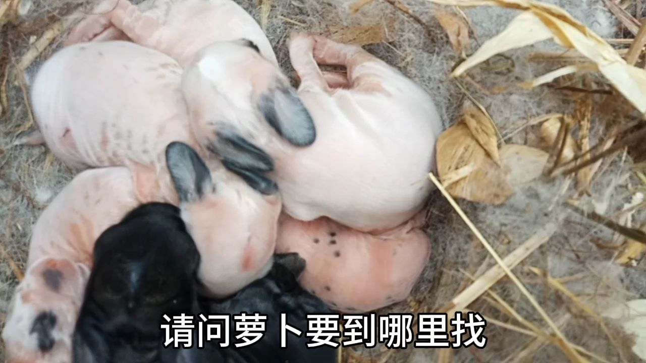 八只小兔出生第四天身上已经可以看到短短的绒毛