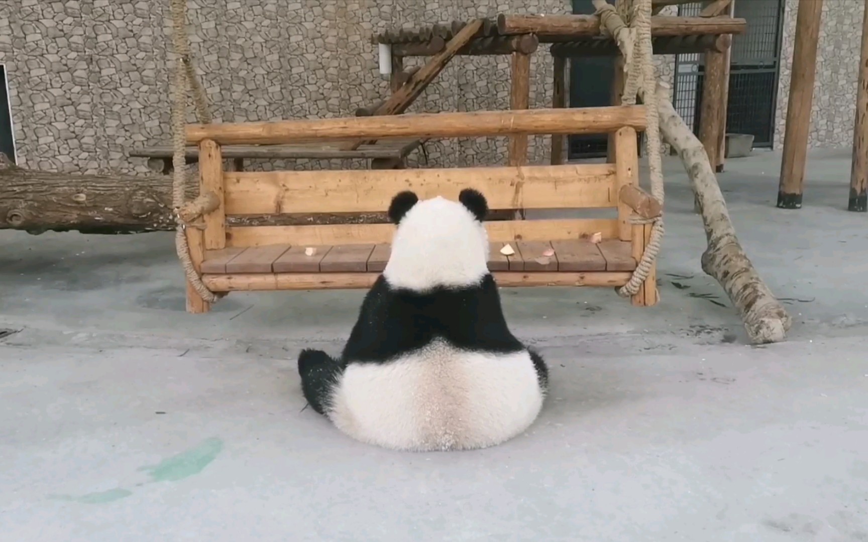 活动作品大熊猫大美一团萌萌哒的背影