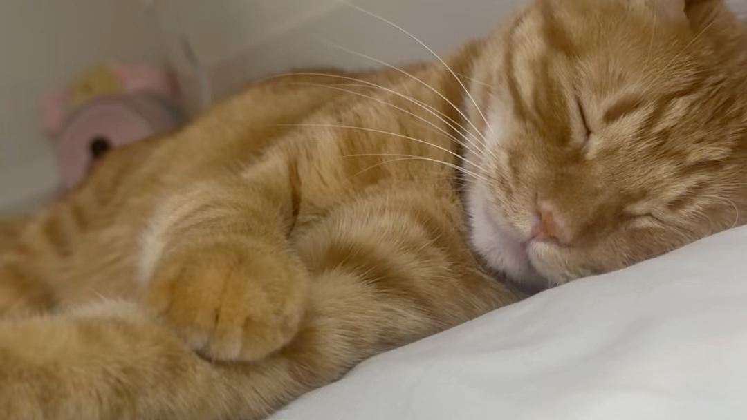 你永远叫不醒一只真的很困的猫咪