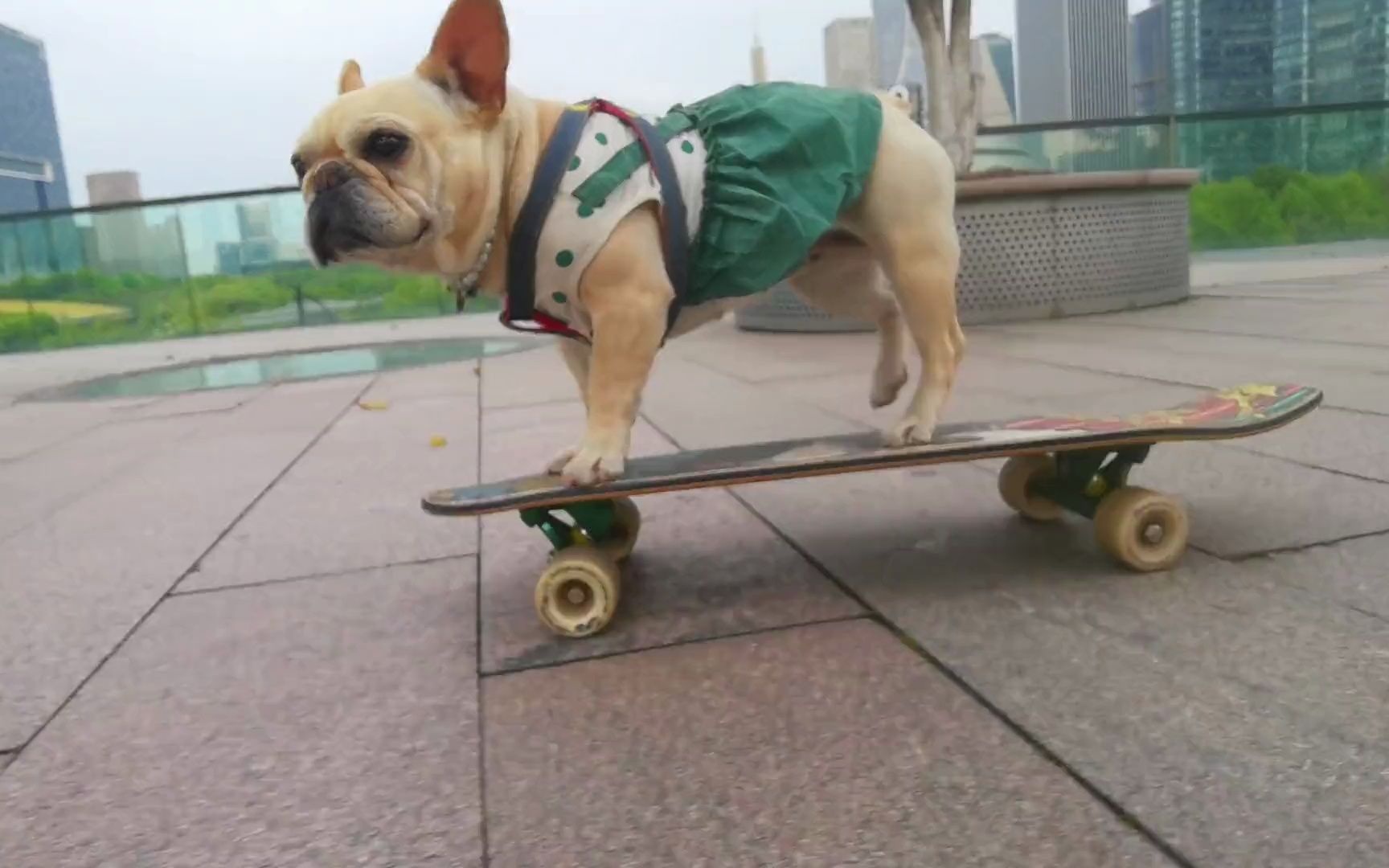 狗子玩滑板