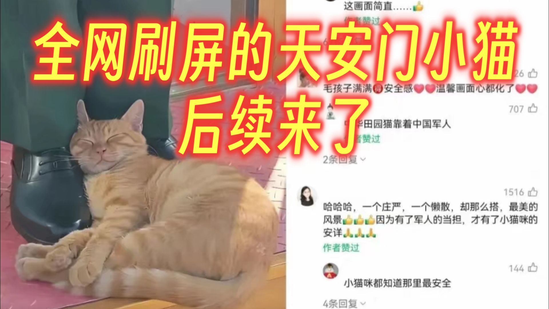 全网刷屏的天安门小猫，后续来了