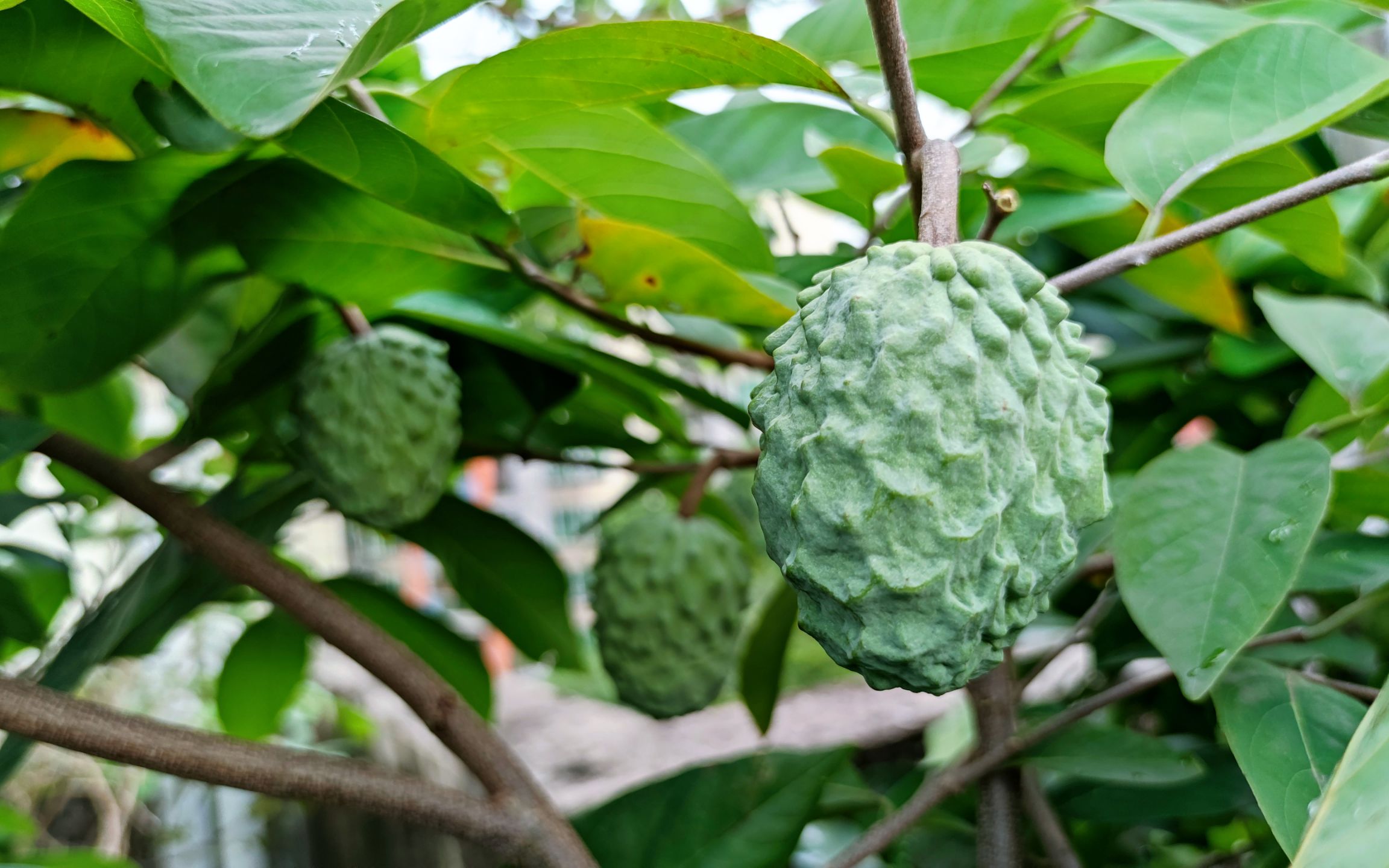 释迦高产有窍门,不花钱只需动动手,释迦花多果也多