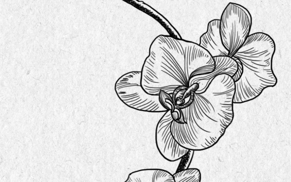 一朵蝴蝶兰