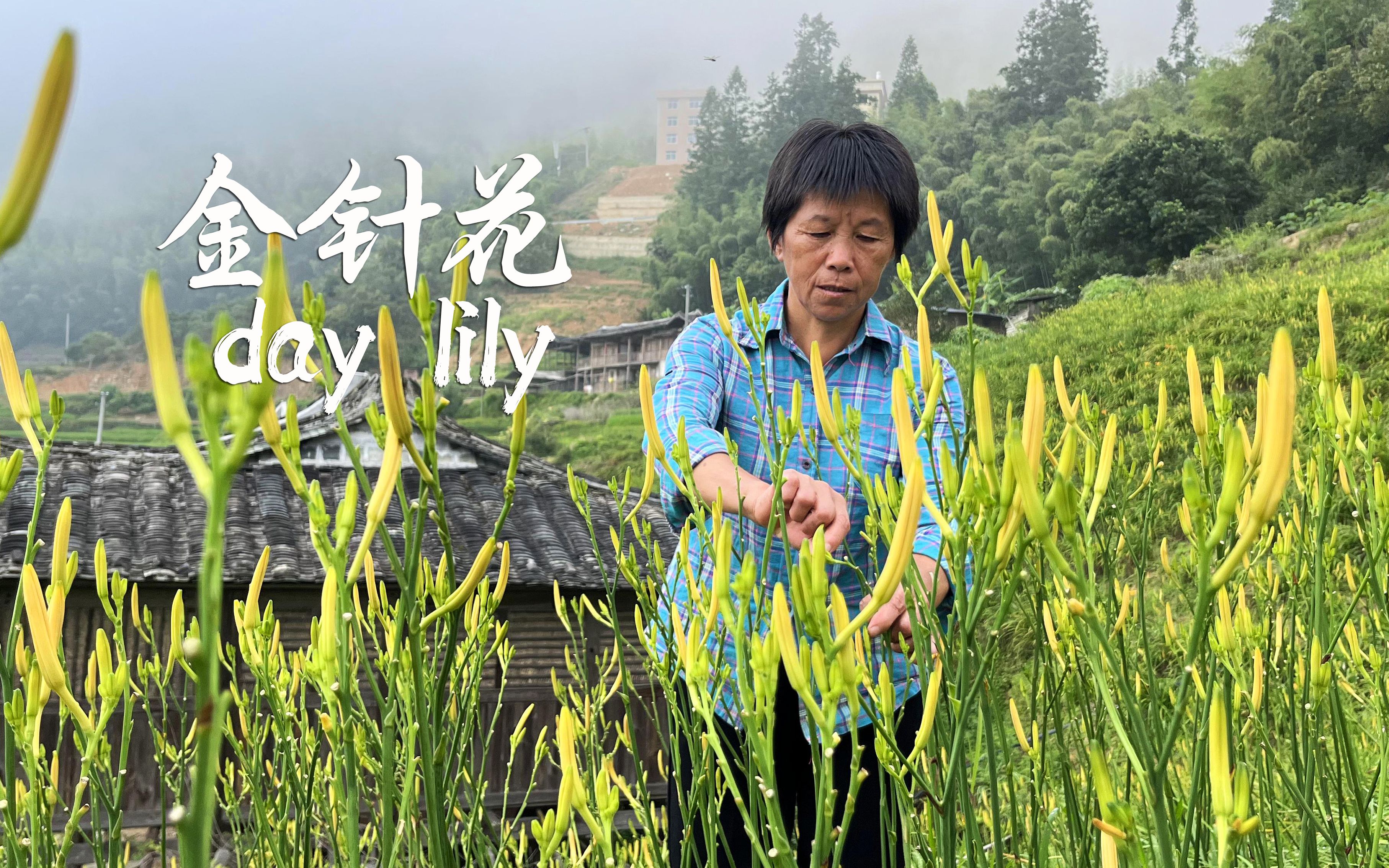 满坡金针花金黄闪闪,晒成花干,做3道清香甘甜肥而不腻的美味哔哩哔哩bilibili