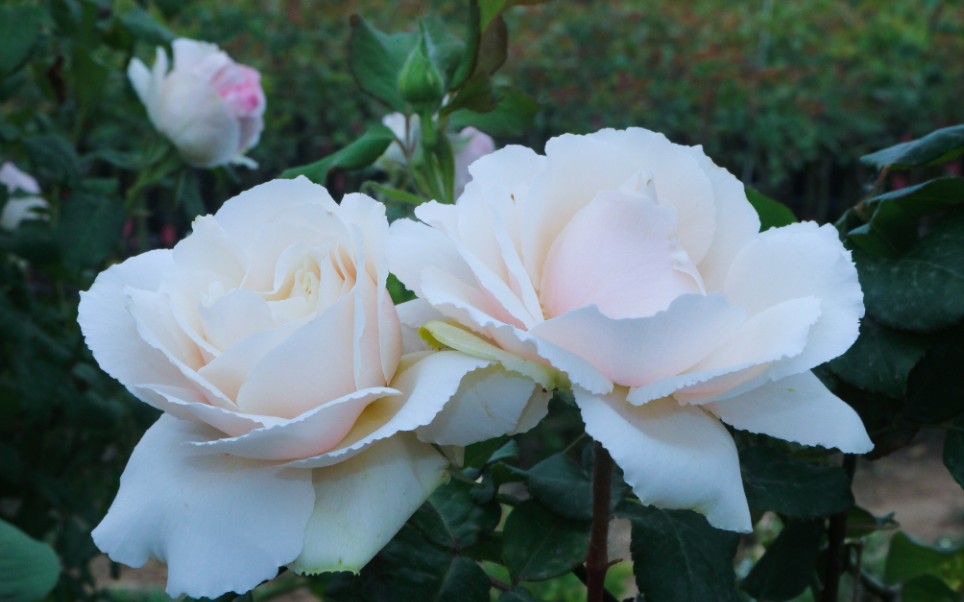 伊芙白雪公主月季