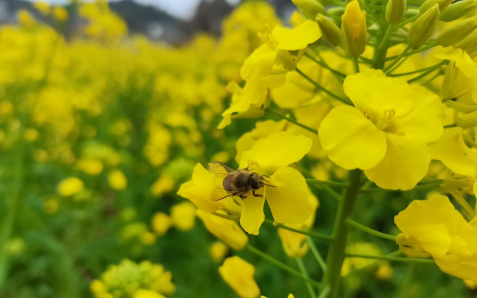 [图]南方的油菜花～春天里的遗忘