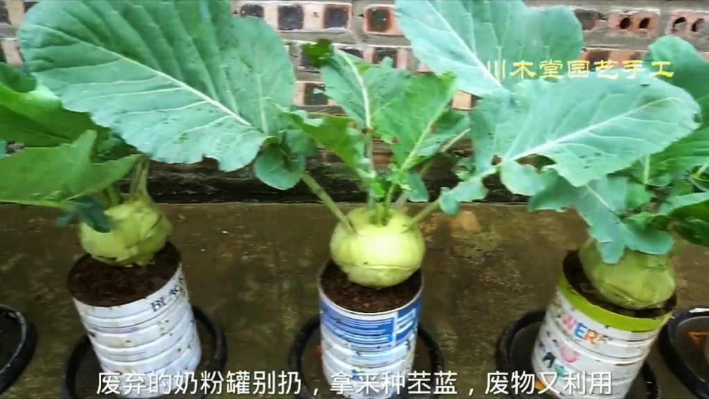 吃完的奶粉罐别扔拿来种菜非常棒环保实用废物又利用