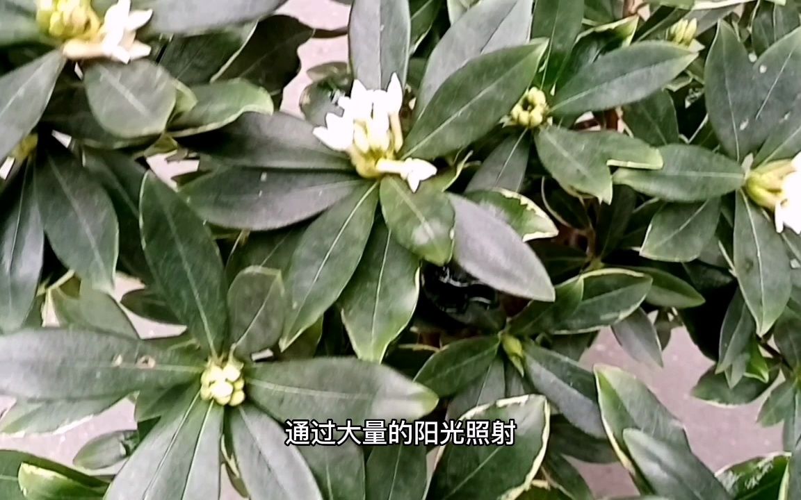 想让“金边瑞香”开花,别只顾着“施肥”,这一步也很关键哔哩哔哩bilibili