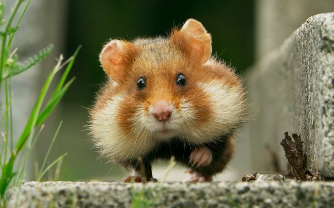 【bbc】纪录片可爱片段:仓鼠觅食记,在草地里摆上三支蜡烛会引来什么?